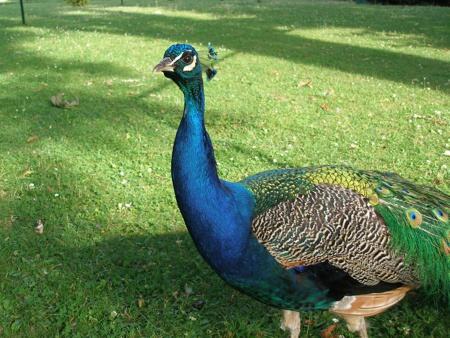 Do Zámockého parku sa vrátili pávy (ilustračné foto)