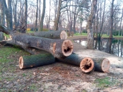 Vyvrátený strom v Zámockom parku