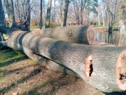 Vyvrátený strom v Zámockom parku