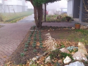 Levanduľové záhony