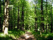 Lesný chodníček (modrá značka - cesta na Babu)
